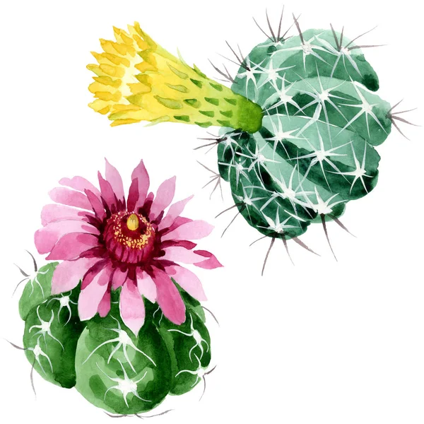 Bunga botani kaktus hijau. Set ilustrasi latar belakang cat air. Elemen ilustrasi cacti yang terisolasi . — Stok Foto