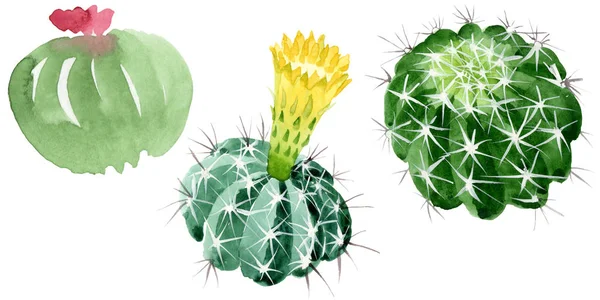 Flores botánicas florales de cactus verde. Conjunto de ilustración de fondo acuarela. Elemento aislado de ilustración de cactus . — Foto de Stock