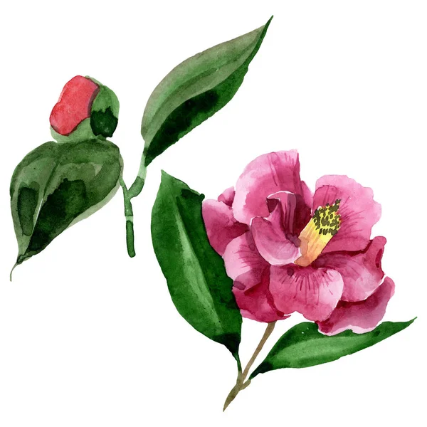 Fleur botanique florale de camélia rouge. Ensemble d'illustration de fond aquarelle. Elément d'illustration de camélia isolé . — Photo