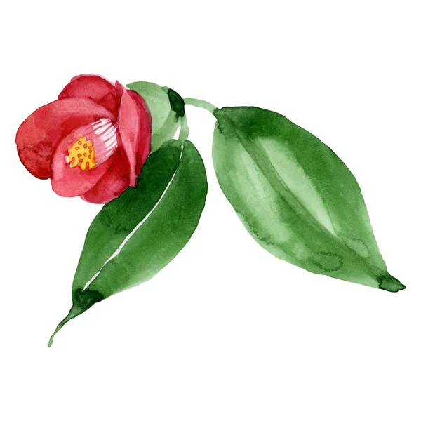 레드 카멜리아 꽃 식물 꽃입니다. 수채화 배경 일러스트 세트입니다. 고립 된 카멜리아 일러스트 요소. — 스톡 사진