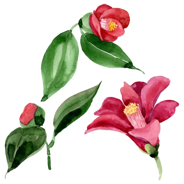 Красная камелия цветочный ботанический цветок. Набор акварельных фонов. Изолированный элемент иллюстрации камелии . — стоковое фото