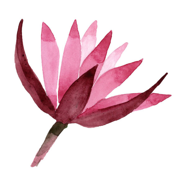 Red lotus floral botanical flower. Watercolor background illustration set. Isolated lotus illustration element.