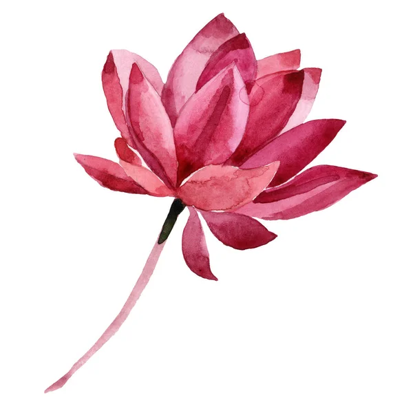 Flor botánica floral de loto rojo. Conjunto de ilustración de fondo acuarela. Elemento de ilustración de loto aislado . — Foto de Stock