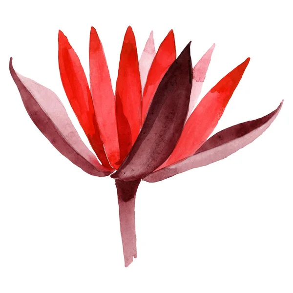 Flor botánica floral de loto rojo. Conjunto de ilustración de fondo acuarela. Elemento de ilustración de loto aislado . — Foto de Stock