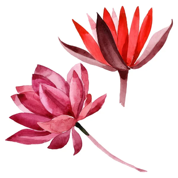Flor botánica floral de loto rojo. Conjunto de ilustración de fondo acuarela. Elemento de ilustración de loto aislado . — Foto de Stock