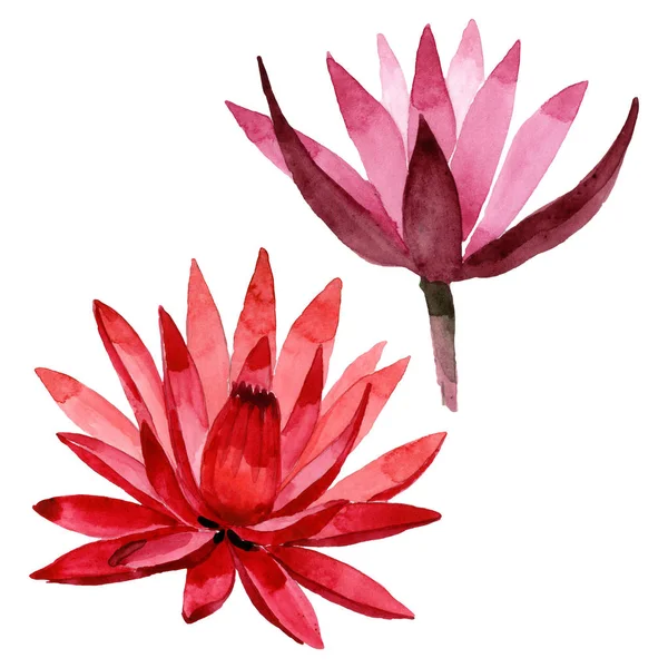 Röd Lotus blommig botanisk blomma. Akvarell bakgrund illustration uppsättning. Isolerad Lotus illustration element. — Stockfoto