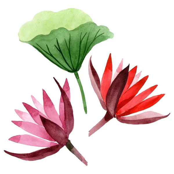 Red lotus floral botanical flower. Watercolor background illustration set. Isolated lotus illustration element. — Stock Photo, Image