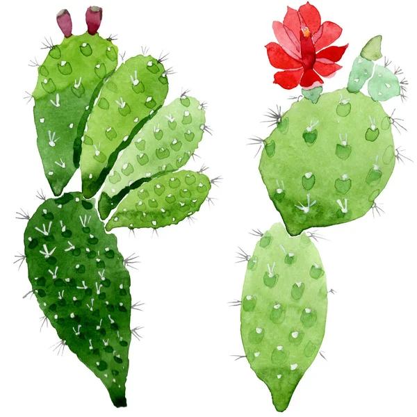 Bunga botani kaktus hijau. Set ilustrasi latar belakang cat air. Elemen ilustrasi cacti yang terisolasi . — Stok Foto