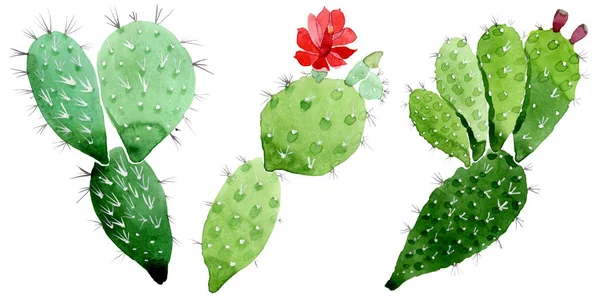 Flores botánicas florales de cactus verde. Conjunto de ilustración de fondo acuarela. Elemento aislado de ilustración de cactus . —  Fotos de Stock