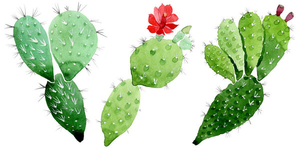 Green cactus floral botanical flowers. Watercolor background illustration set. Isolated cacti illustration element.
