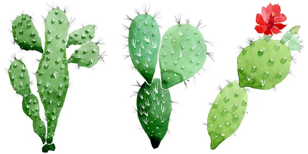 Groene cactus bloemen botanische bloemen. Aquarel achtergrond illustratie instellen. Illustratie element geïsoleerd cacti. — Stockfoto