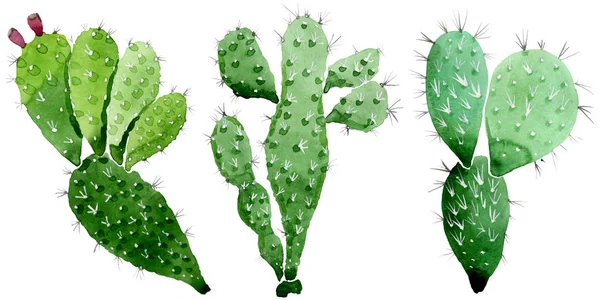 Flores botánicas florales de cactus verde. Conjunto de ilustración de fondo acuarela. Elemento aislado de ilustración de cactus . —  Fotos de Stock