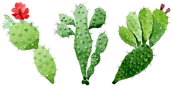 Groene cactus bloemen botanische bloemen. Aquarel achtergrond illustratie instellen. Illustratie element geïsoleerd cacti. — Stockfoto