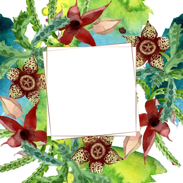 Flor botânica floral cacto verde. Conjunto de ilustração de fundo aquarela. Quadro borda ornamento quadrado . — Fotografia de Stock