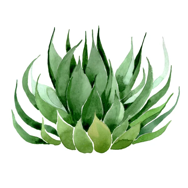 녹색 선인장 꽃 식물 꽃입니다. 수채화 배경 일러스트 세트입니다. 고립 된 선인장 삽화 요소. — 스톡 사진