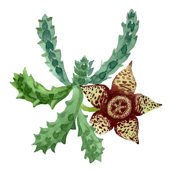 Grøn kaktus blomstret botanisk blomst. Akvarel baggrund illustration sæt. Isoleret kaktusillustrationselement . - Stock-foto