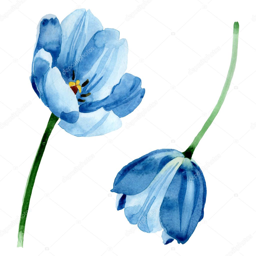 Blue tulip floral botanical flowers. Watercolor background illustration set. Isolated tulip illustration element.