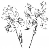 Картина, постер, плакат, фотообои "iris floral botanical flowers. black and white engraved ink art. isolated irises illustration element.", артикул 275273724
