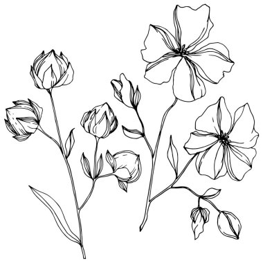 Vektör Keten çiçek botanik çiçekler. Siyah ve beyaz oyulmuş mürekkep sanatı. İzole keten illüstrasyon elemanı.