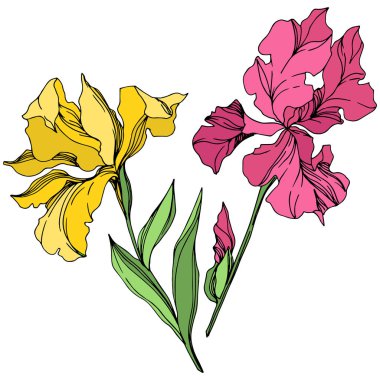 Iris çiçek botanik çiçekleri. Siyah ve beyaz oyulmuş mürekkep sanatı. Yalıtılmış irises illüstrasyon elemanı.