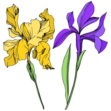 Iris çiçek botanik çiçekleri. Siyah ve beyaz oyulmuş mürekkep sanatı. Yalıtılmış irises illüstrasyon elemanı.
