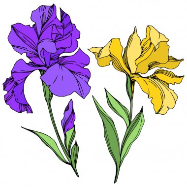 Iris çiçek botanik çiçekleri. Siyah ve beyaz oyulmuş mürekkep sanatı. Yalıtılmış irises illüstrasyon elemanı.