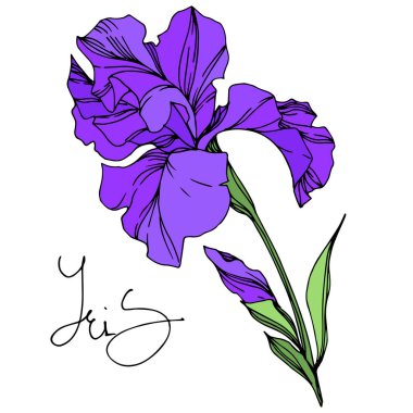 Iris çiçek botanik çiçekleri. Siyah ve beyaz oyulmuş mürekkep sanatı. Yalıtılmış irises illüstrasyon elemanı.