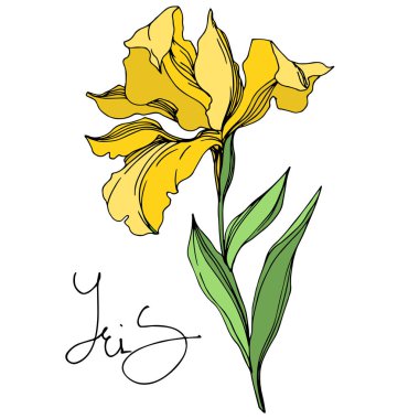 Iris çiçek botanik çiçekleri. Siyah ve beyaz oyulmuş mürekkep sanatı. Yalıtılmış irises illüstrasyon elemanı.