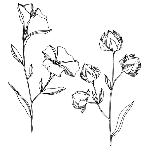 Vektör Keten çiçek botanik çiçekler. Siyah ve beyaz oyulmuş mürekkep sanatı. İzole keten illüstrasyon elemanı.