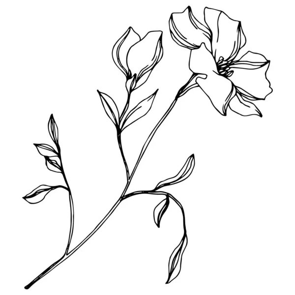 벡터 아마 꽃 식물 꽃입니다. 흑백 잉크 아트가 새겨져 있습니다. 고립 된 아마 일러스트 요소. — 스톡 벡터