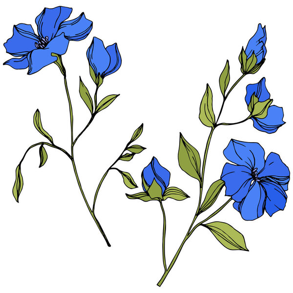 Vector Flax floral botanical flowers. Blue and green engraved ink art. Isolated flax illustration element.