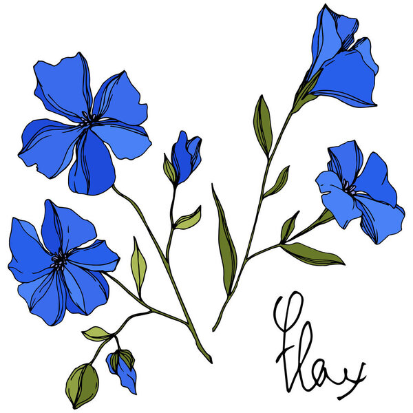 Vector Flax floral botanical flowers. Blue and green engraved ink art. Isolated flax illustration element.