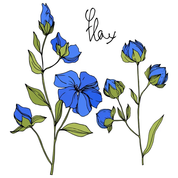 Vector vlas bloemen botanische bloemen. Blauwe en groene gegraveerde inkt kunst. Geïsoleerde vlas illustratie element. — Stockvector