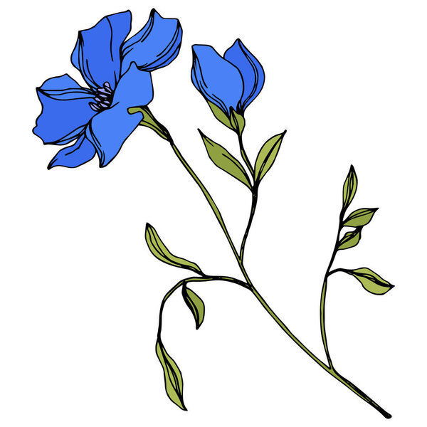 Vector Flax floral botanical flowers. Blue and green engraved ink art. Isolated flax illustration element.