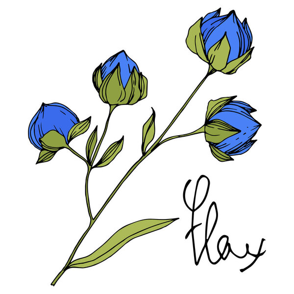 Vector Flax floral botanical flowers. Blue and green engraved ink art. Isolated flax illustration element.