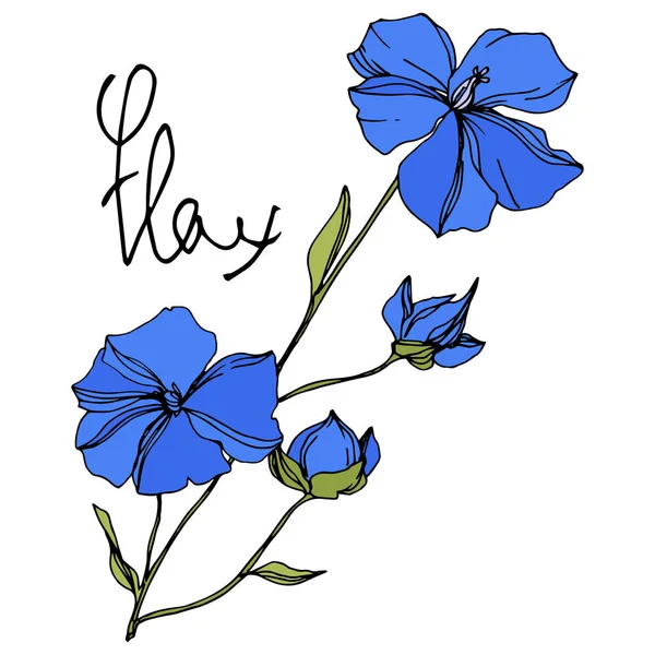 Vector Flax flores botánicas florales. Tinta grabada azul y verde. Elemento aislado de ilustración de lino . — Vector de stock