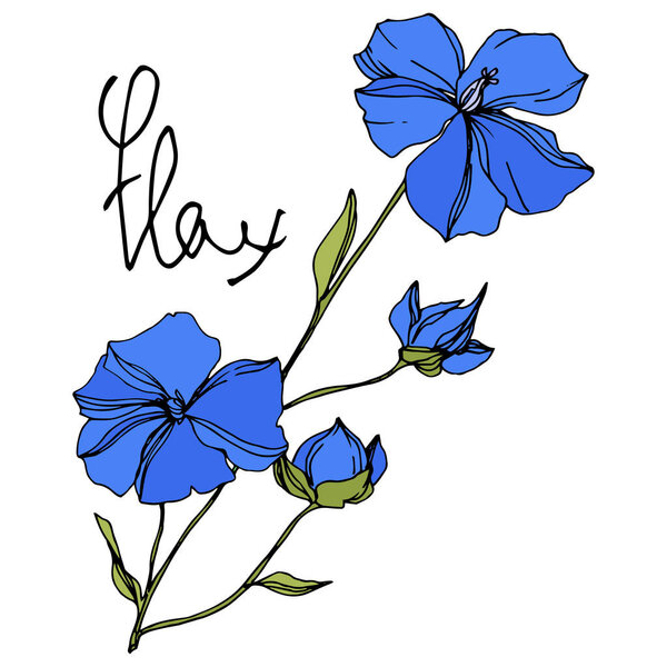 Vector Flax floral botanical flowers. Blue and green engraved ink art. Isolated flax illustration element.