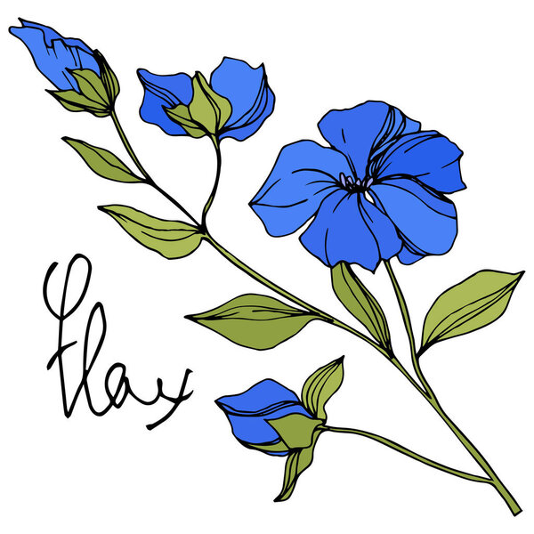 Vector Flax floral botanical flowers. Blue and green engraved ink art. Isolated flax illustration element.