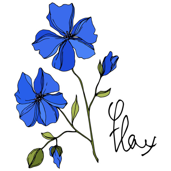 Vector Flax floral botanical flowers. Blue and green engraved ink art. Isolated flax illustration element.