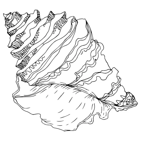 Playa de verano elementos tropicales de concha marina. Tinta grabada en blanco y negro. Elemento ilustrativo de conchas aisladas . — Vector de stock