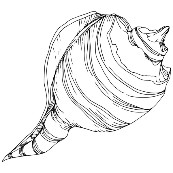 Zomer strand Seashell tropische elementen. Zwart-wit gegraveerd Ink Art. Geïsoleerde schelpen illustratie element. — Stockvector