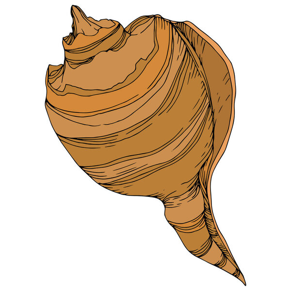 Summer beach seashell tropical elements. Black and white engraved ink art. Isolated shells illustration element.