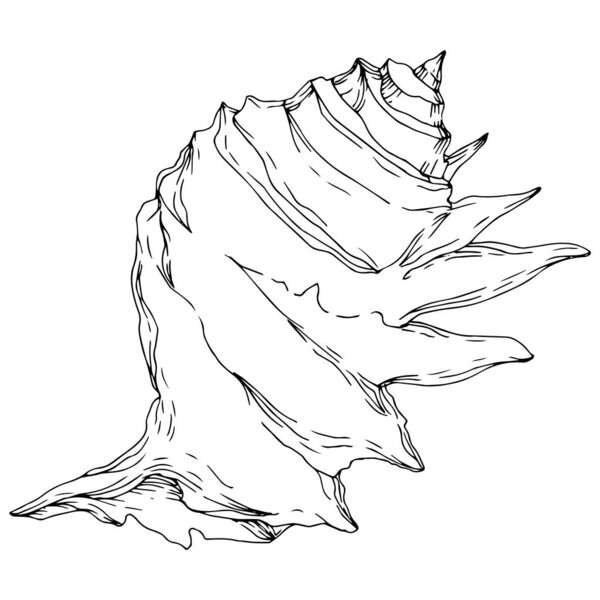 Summer beach seashell tropical elements. Black and white engraved ink art. Isolated shells illustration element.