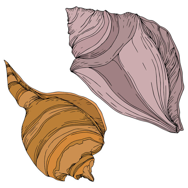 Summer beach seashell tropical elements. Black and white engraved ink art. Isolated shells illustration element.