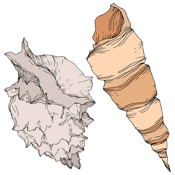 Nyári strand Seashell trópusi elemeket. Fekete-fehér vésett tinta Art. Izolált lövedékek (illusztrációs elemek). — Stock Vector