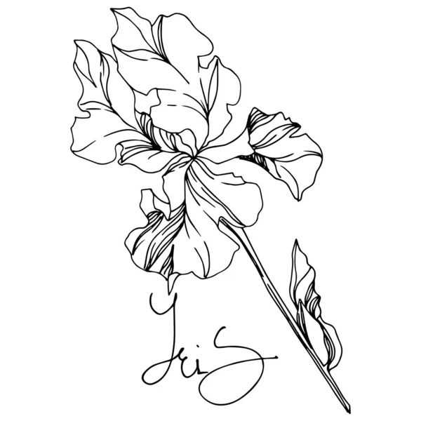 Bunga botani Iris floral. Seni tinta berukiran hitam dan putih. Unsur ilustrasi iris yang terisolasi . - Stok Vektor