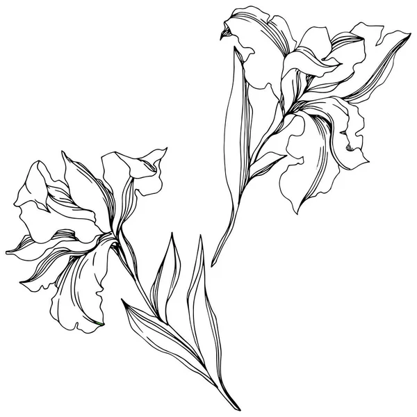 홍채 꽃 식물 꽃입니다. 흑백 잉크 아트가 새겨져 있습니다. 고립된 붓꽃 일러스트 요소. — 스톡 벡터