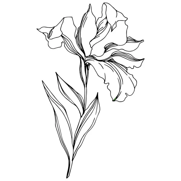 Iris flores botánicas florales. Tinta grabada en blanco y negro. Elemento ilustrativo de iris aislado . — Archivo Imágenes Vectoriales