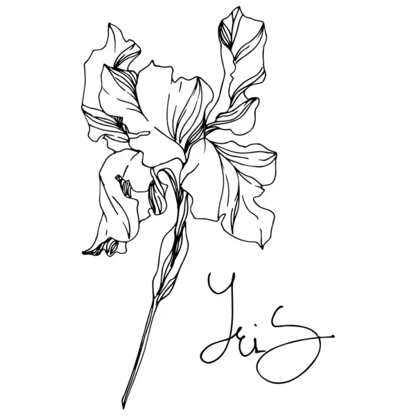 Iris flores botánicas florales. Tinta grabada en blanco y negro. Elemento ilustrativo de iris aislado . — Archivo Imágenes Vectoriales