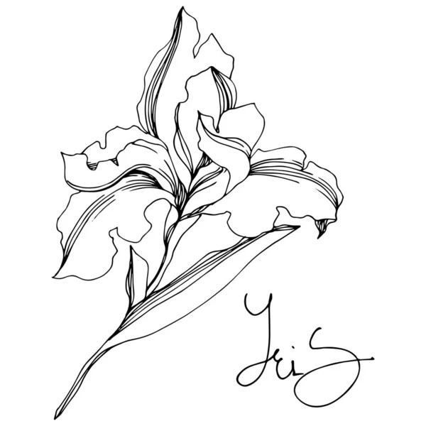 Bunga botani Iris floral. Seni tinta berukiran hitam dan putih. Unsur ilustrasi iris yang terisolasi . - Stok Vektor
